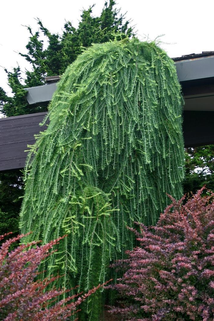 Larix Decidua Pendula Single Stem - View 4 from www redcrocus com