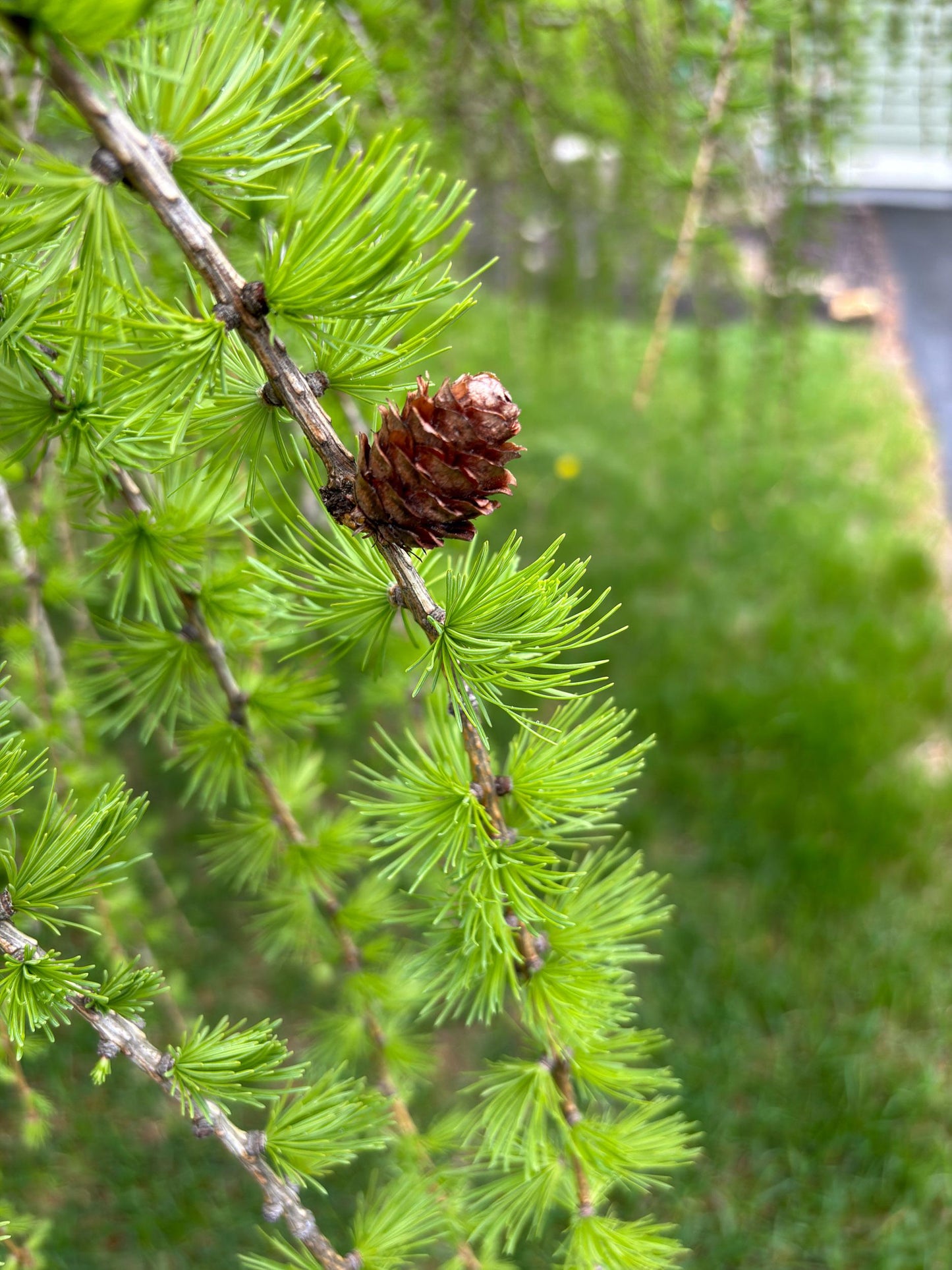 Larix Decidua Pendula Single Stem - View 6 from www redcrocus com