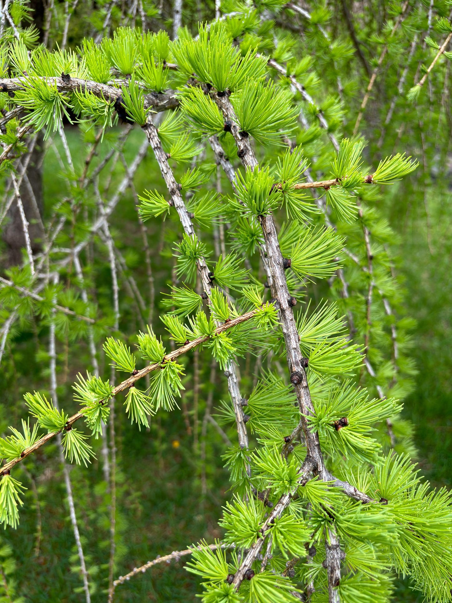 Larix Decidua Pendula Single Stem - View 9 from www redcrocus com