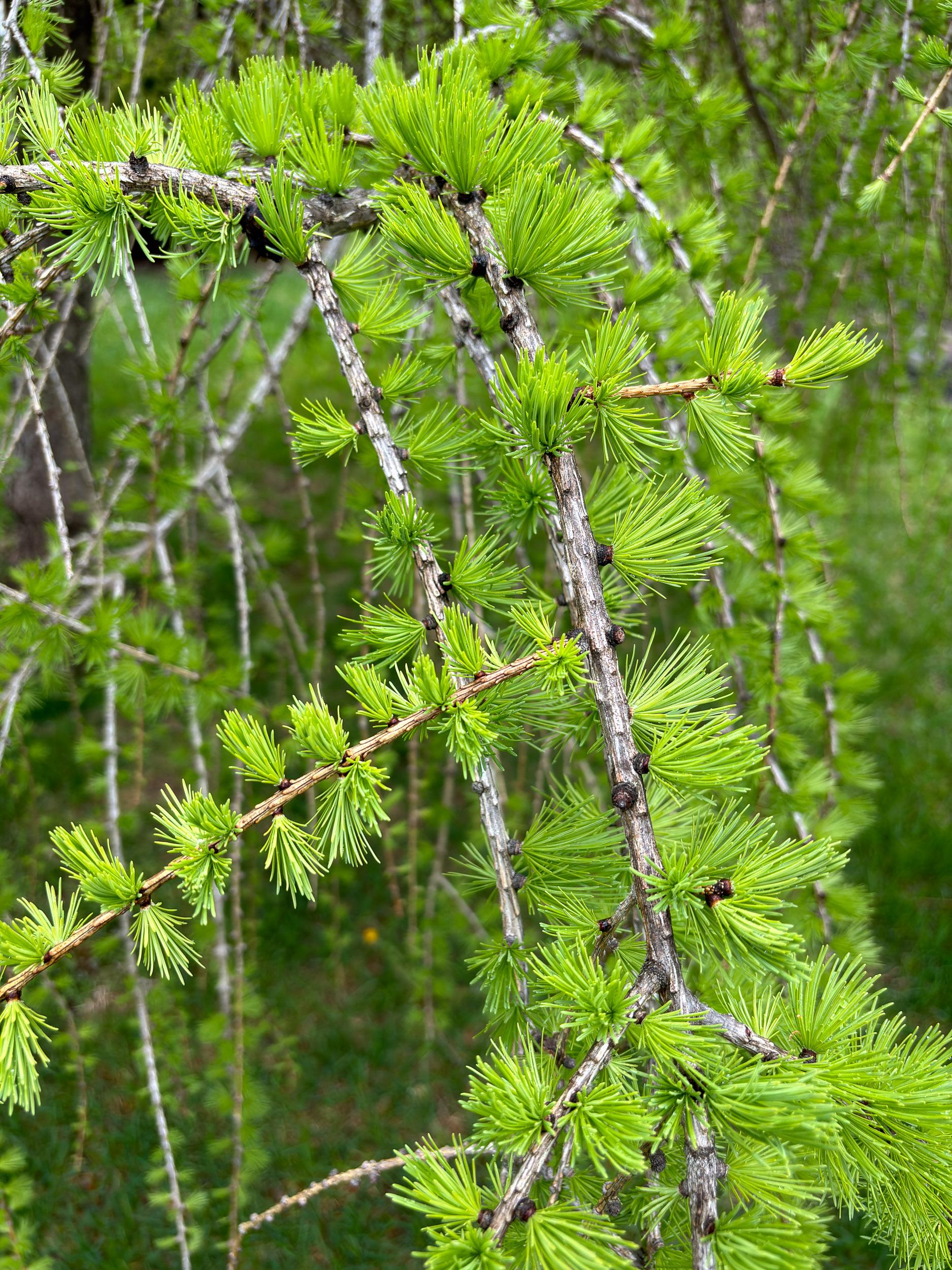 Larix Decidua Pendula Single Stem - View 9 from www redcrocus com