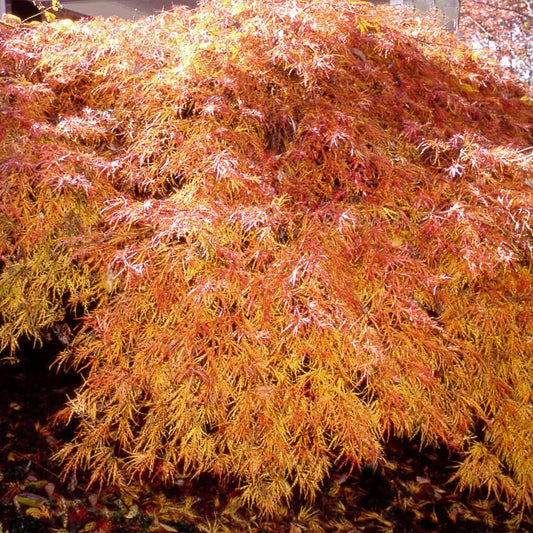 Acer Palmatum Dissectum 'waterfall' - View 10 from www redcrocus com