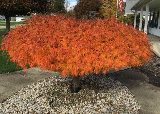 Acer Palmatum Dissectum 'waterfall' - View 12 from www redcrocus com