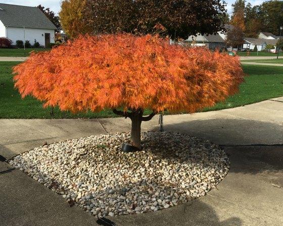 Acer Palmatum Dissectum 'waterfall' - View 16 from www redcrocus com