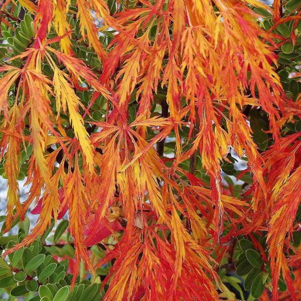 Acer Palmatum Dissectum 'waterfall' - View 20 from www redcrocus com