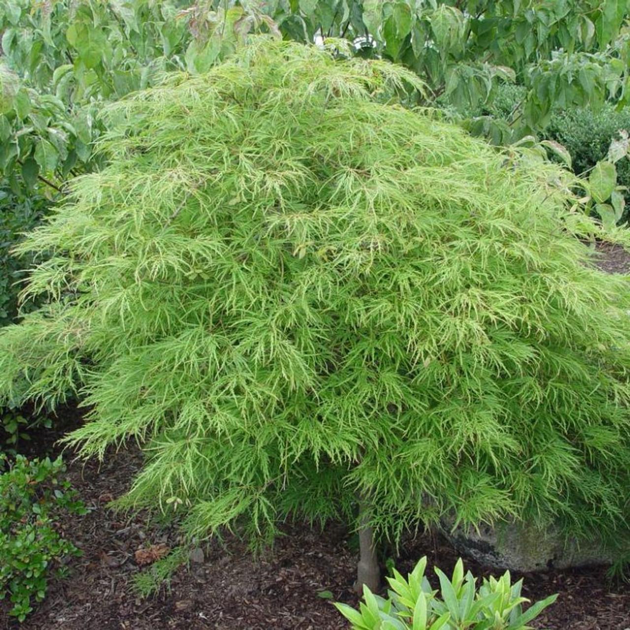 Acer Palmatum Dissectum 'waterfall' - View 23 from www redcrocus com
