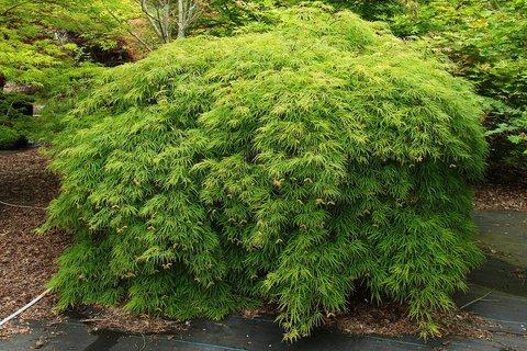 Acer Palmatum Dissectum 'waterfall' - View 32 from www redcrocus com
