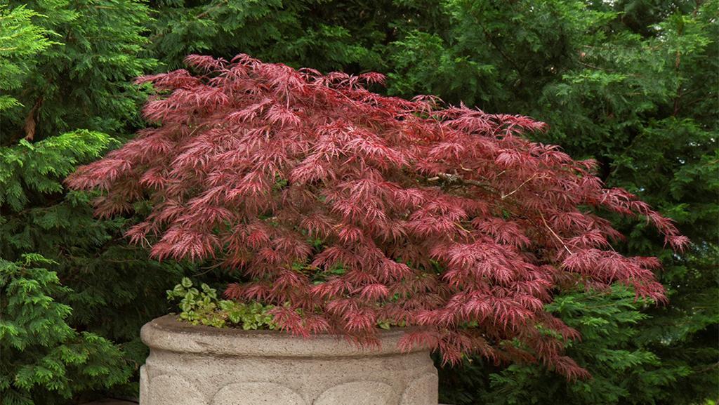 Acer Palmatum Dissectum 'waterfall' - View 35 from www redcrocus com