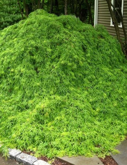 Acer Palmatum Dissectum 'waterfall' - View 40 from www redcrocus com