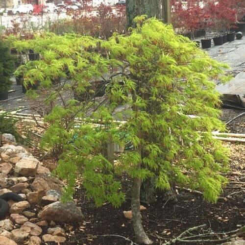 Acer Palmatum Dissectum 'waterfall' - View 6 from www redcrocus com