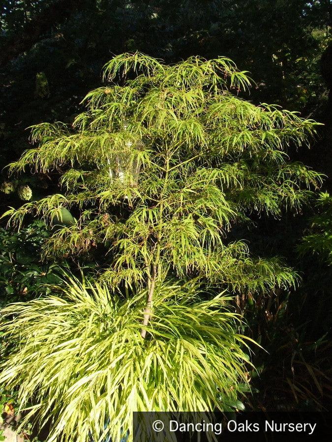 Acer Palmatum Koto No Ito - View 10 from www redcrocus com