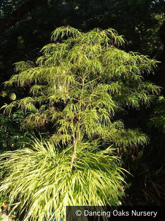 Acer Palmatum Koto No Ito - View 10 from www redcrocus com