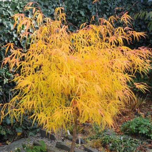 Acer Palmatum Koto No Ito - View 12 from www redcrocus com