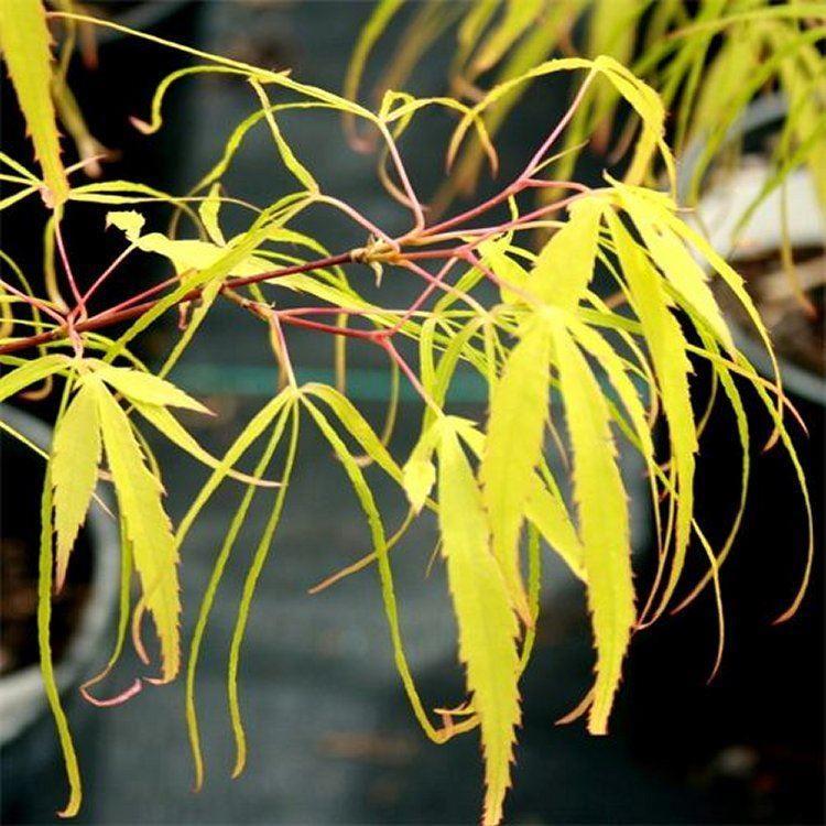 Acer Palmatum Koto No Ito - View 16 from www redcrocus com