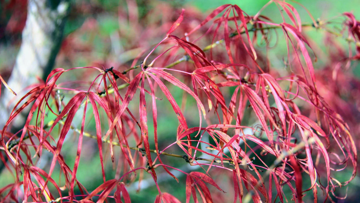 Acer Palmatum Koto No Ito - View 18 from www redcrocus com
