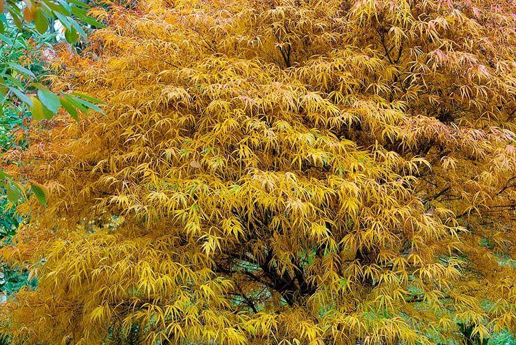 Acer Palmatum Koto No Ito - View 19 from www redcrocus com