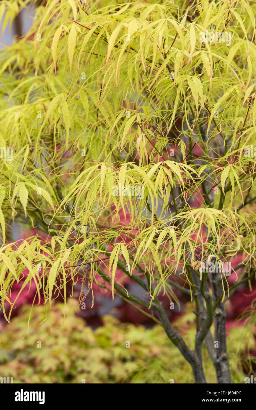 Acer Palmatum Koto No Ito - View 1 from www redcrocus com