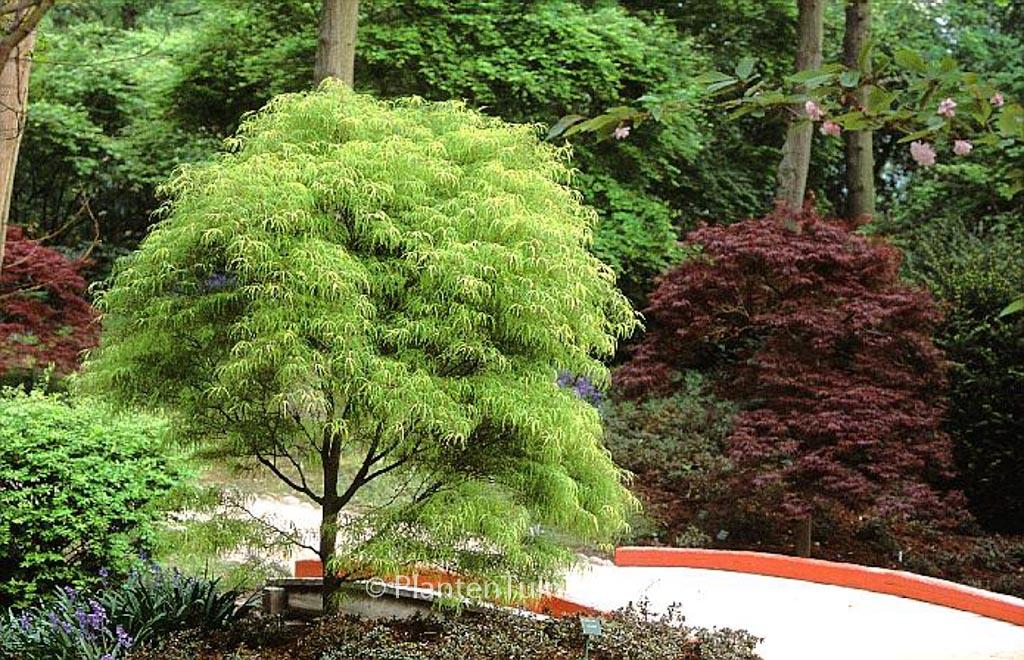 Acer Palmatum Koto No Ito - View 2 from www redcrocus com