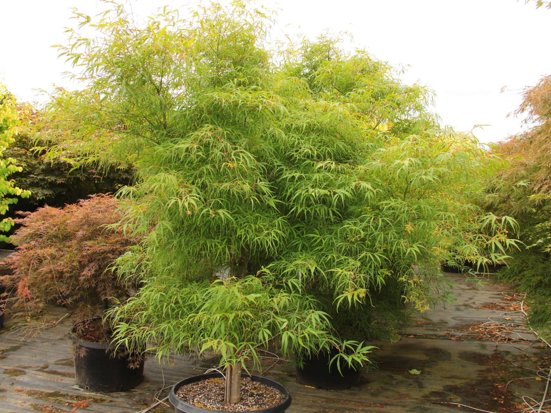 Acer Palmatum Koto No Ito - View 4 from www redcrocus com