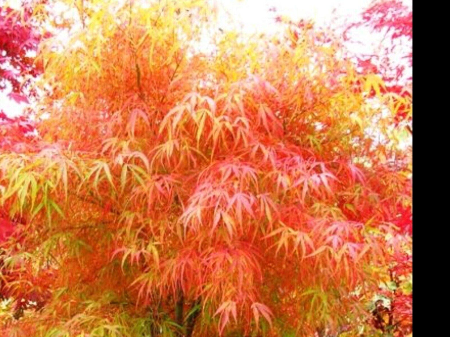 Acer Palmatum Koto No Ito - View 5 from www redcrocus com