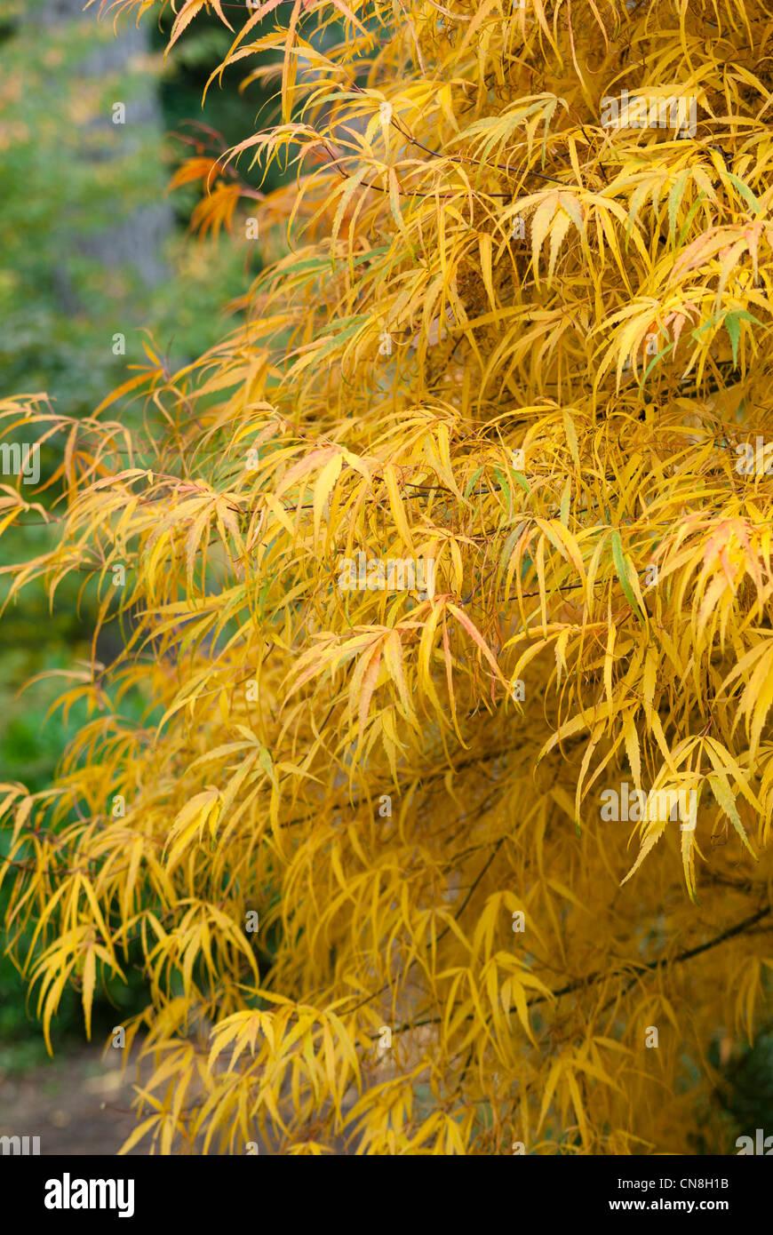 Acer Palmatum Koto No Ito - View 6 from www redcrocus com