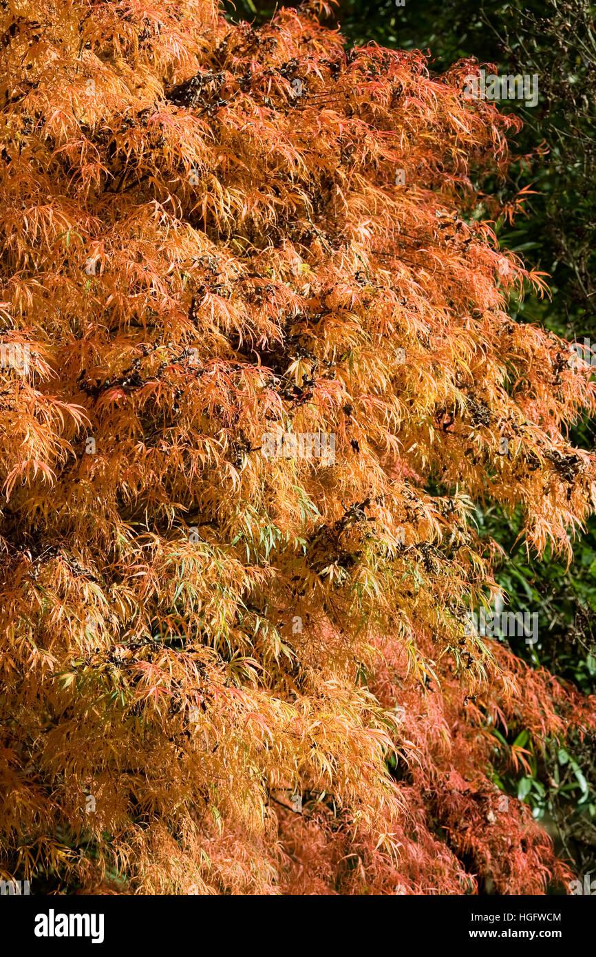 Acer Palmatum Koto No Ito - View 7 from www redcrocus com