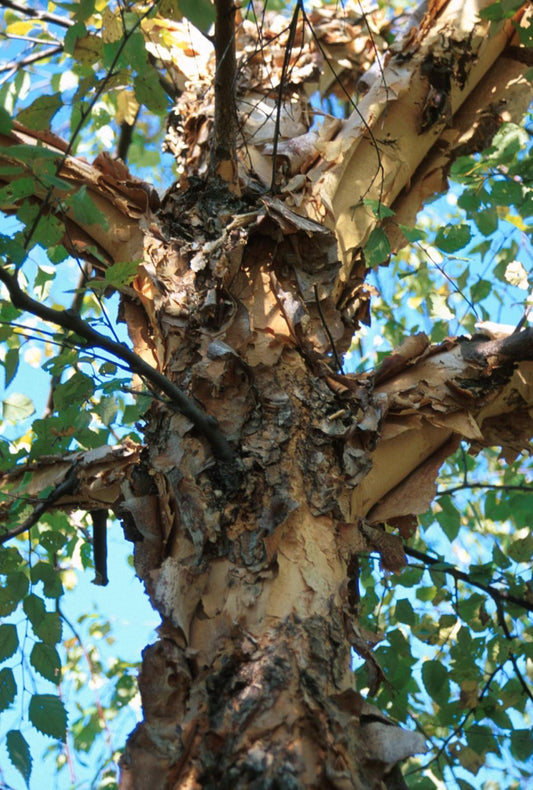 Betula Nigra Heritage Multi Stem - View 1 from www redcrocus com