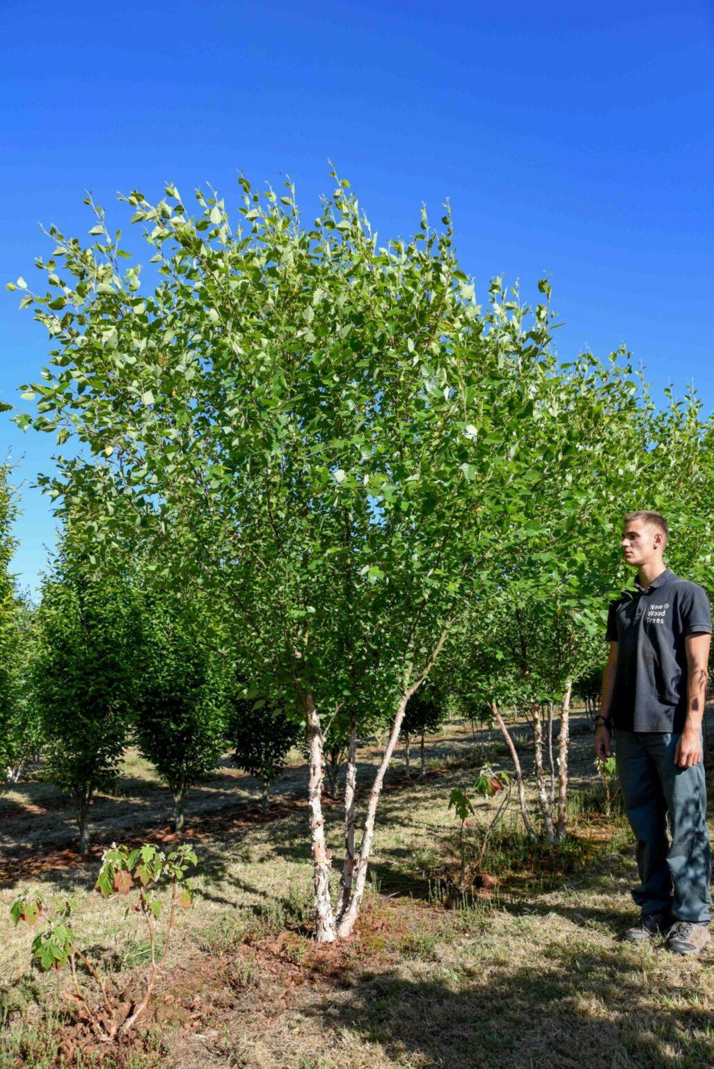 Betula Nigra Heritage Multi Stem - View 7 from www redcrocus com