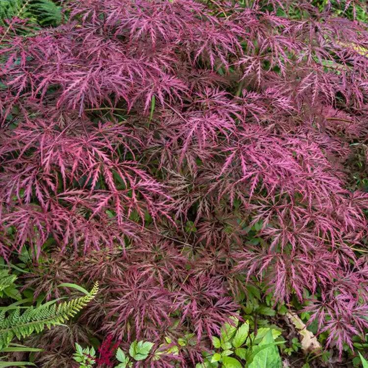 Acer Palmatum Dissectum Crimson Queen - View 10 from www redcrocus com