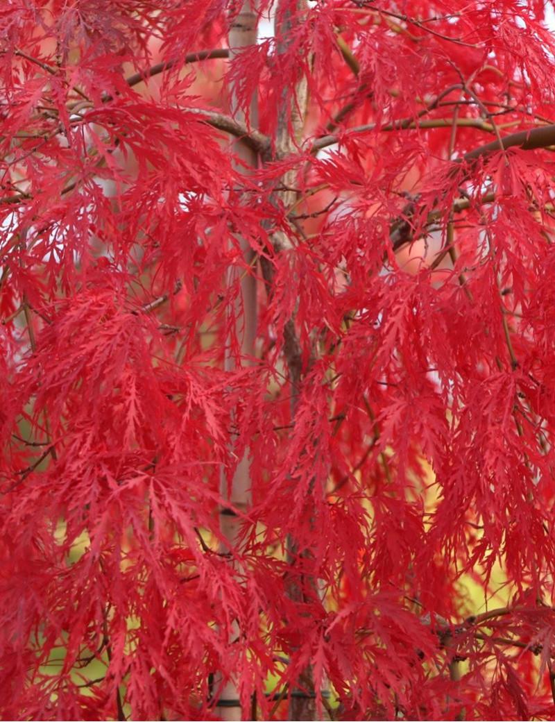 Acer Palmatum Dissectum Inabe Shidare - View 10 from www redcrocus com