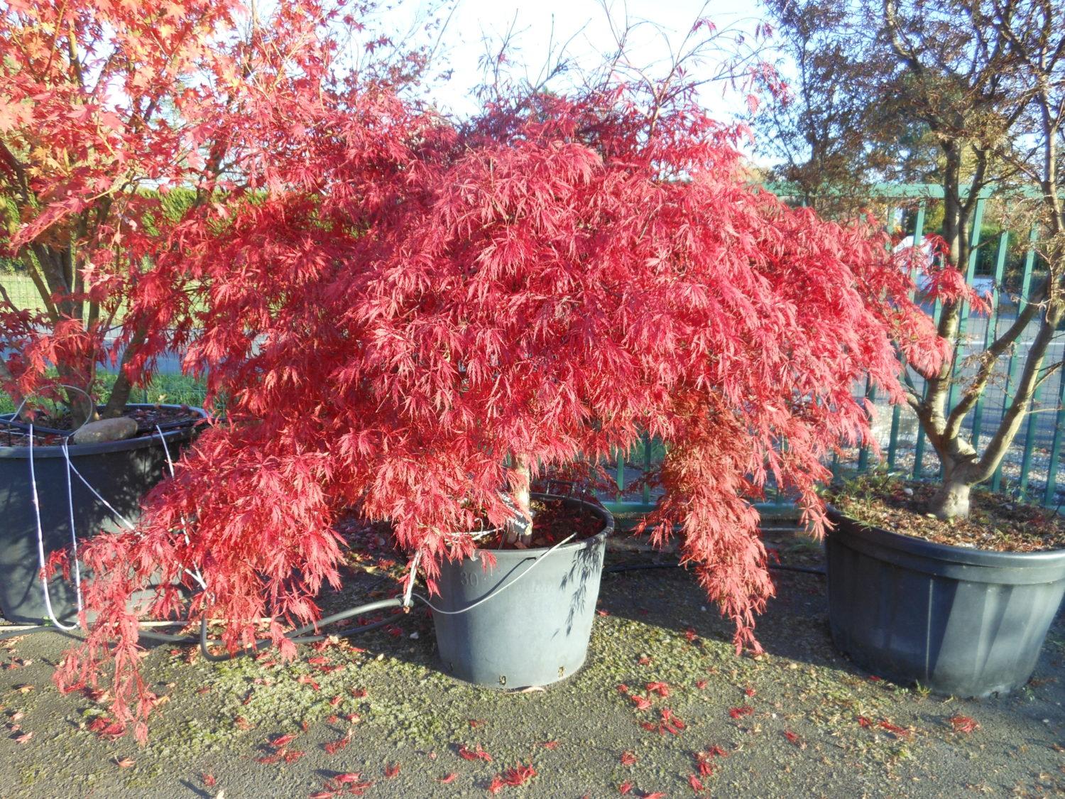 Acer Palmatum Dissectum Inabe Shidare - View 11 from www redcrocus com