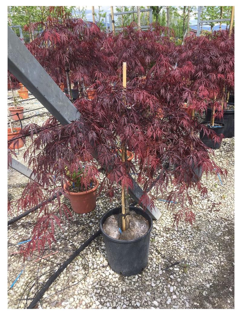 Acer Palmatum Dissectum Inabe Shidare - View 12 from www redcrocus com