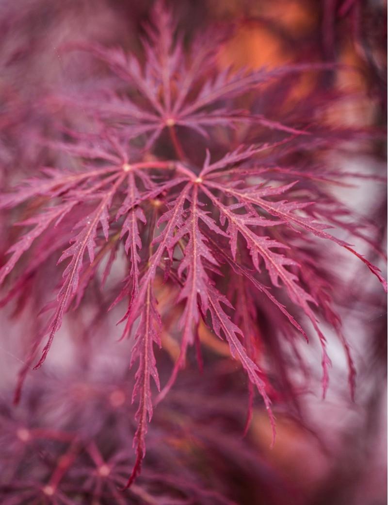 Acer Palmatum Dissectum Inabe Shidare - View 13 from www redcrocus com