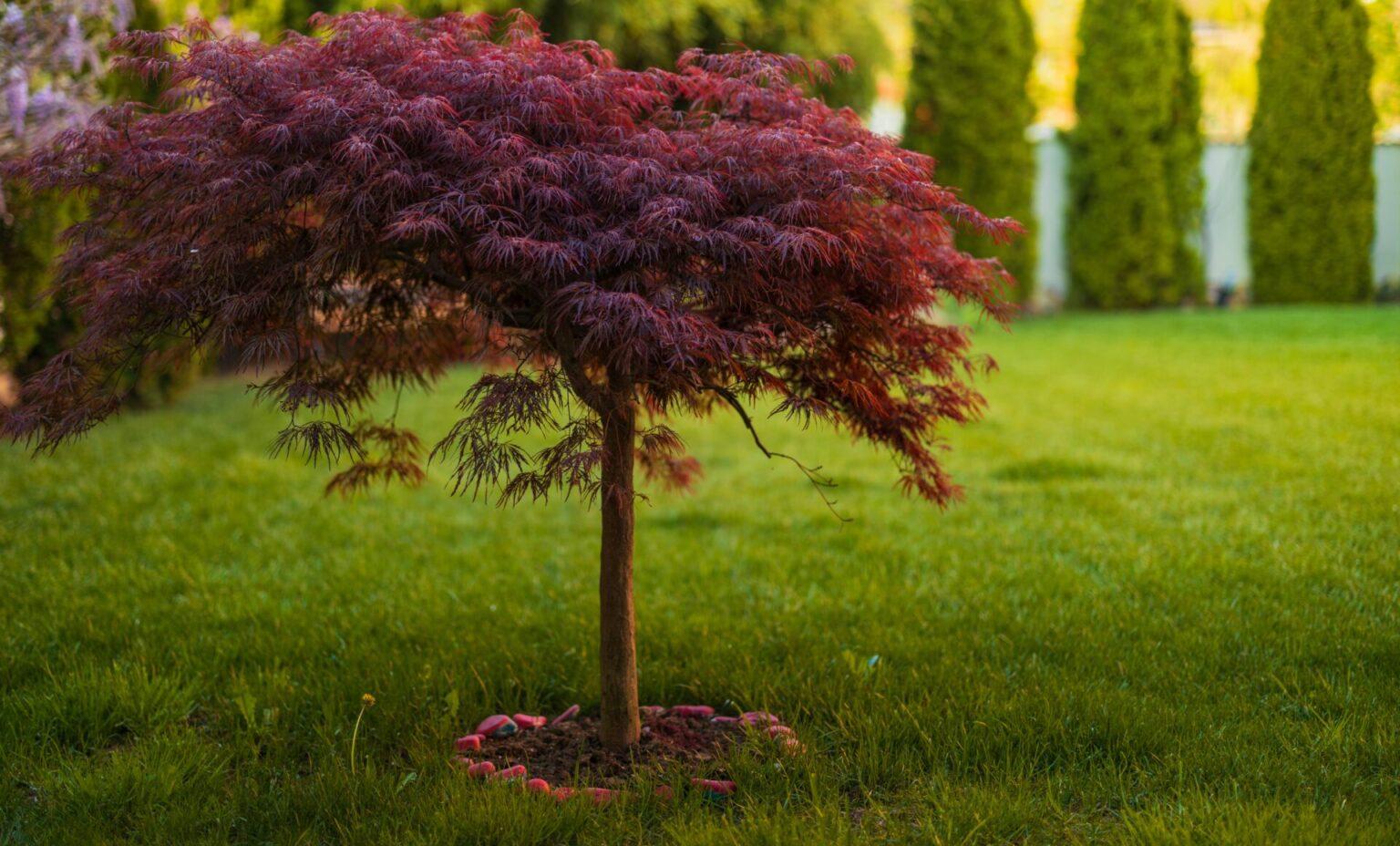 Acer Palmatum Dissectum Inabe Shidare - View 16 from www redcrocus com