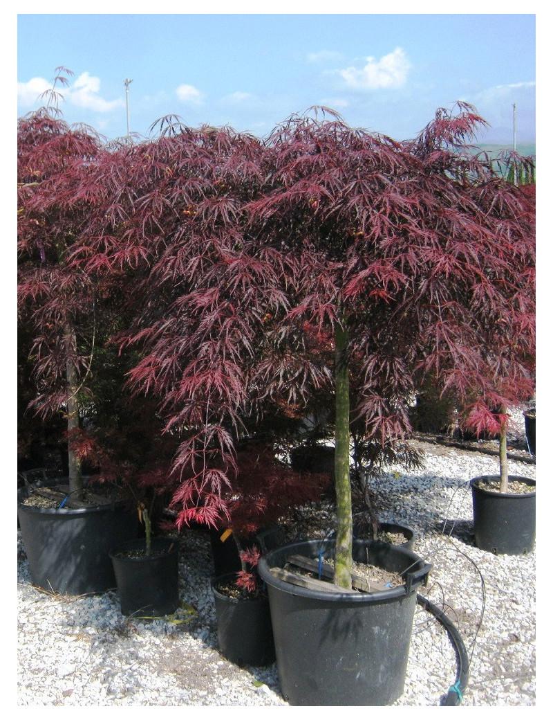 Acer Palmatum Dissectum Inabe Shidare - View 17 from www redcrocus com