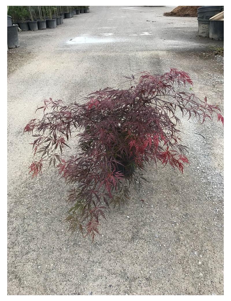 Acer Palmatum Dissectum Inabe Shidare - View 18 from www redcrocus com