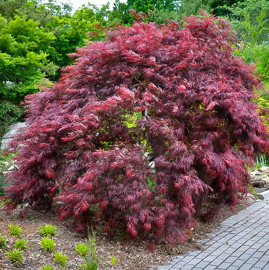 Acer Palmatum Dissectum Inabe Shidare - View 1 from www redcrocus com