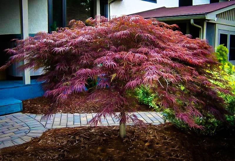 Acer Palmatum Dissectum Inabe Shidare - View 2 from www redcrocus com