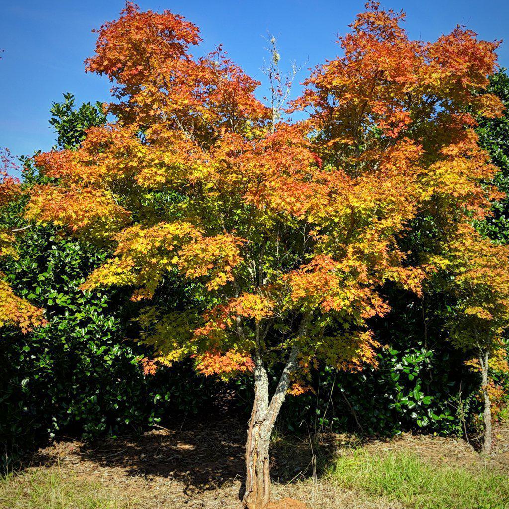 Acer Palmatum Sango Kaku - View 11 from www redcrocus com