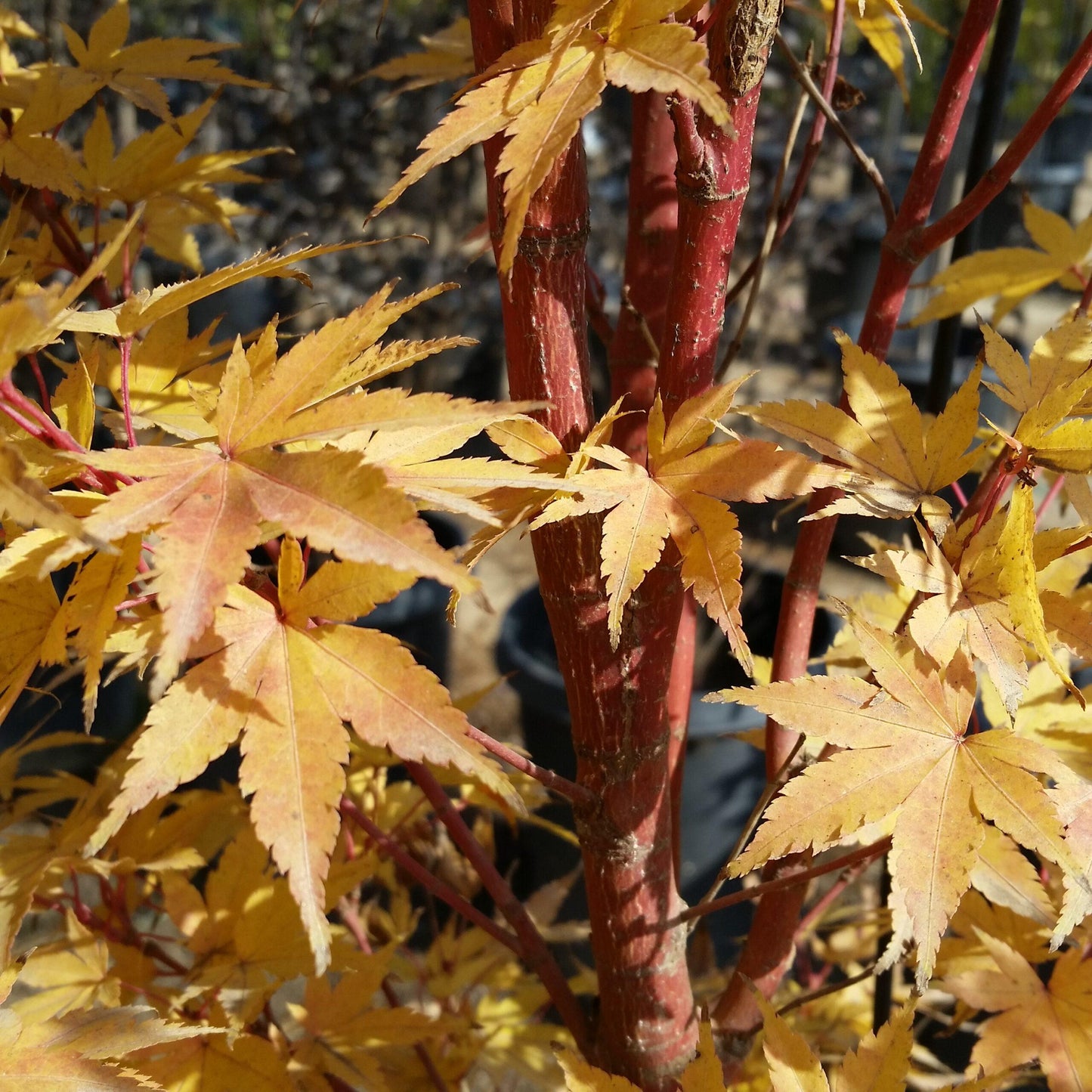 Acer Palmatum Sango Kaku - View 13 from www redcrocus com