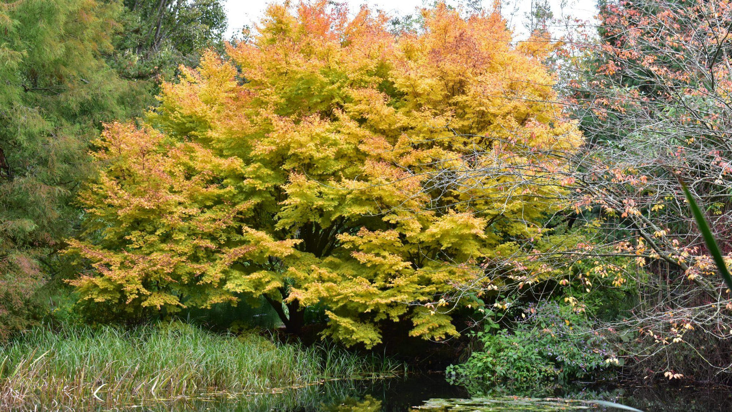 Acer Palmatum Sango Kaku - View 15 from www redcrocus com