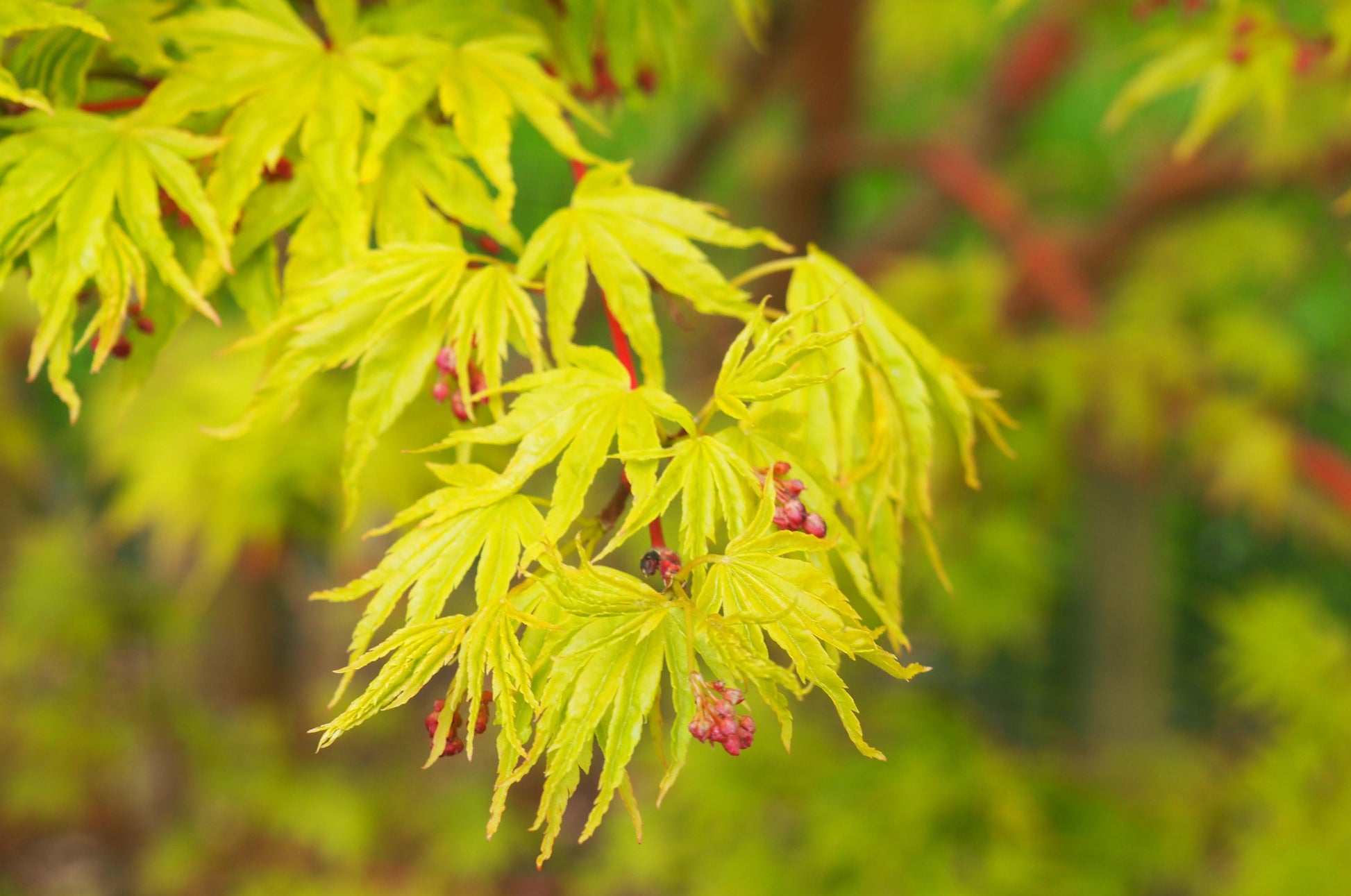 Acer Palmatum Sango Kaku - View 7 from www redcrocus com