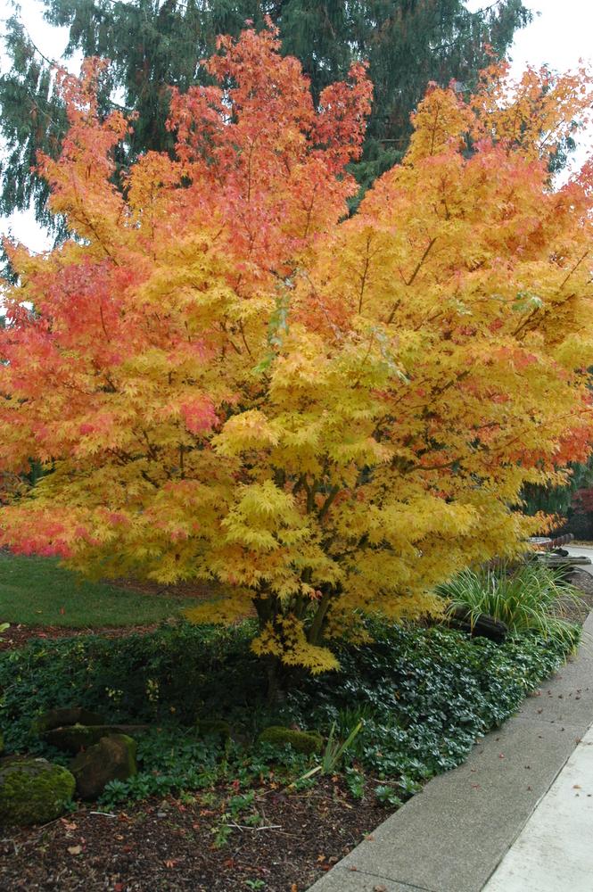 Acer Palmatum Sango Kaku - View 8 from www redcrocus com