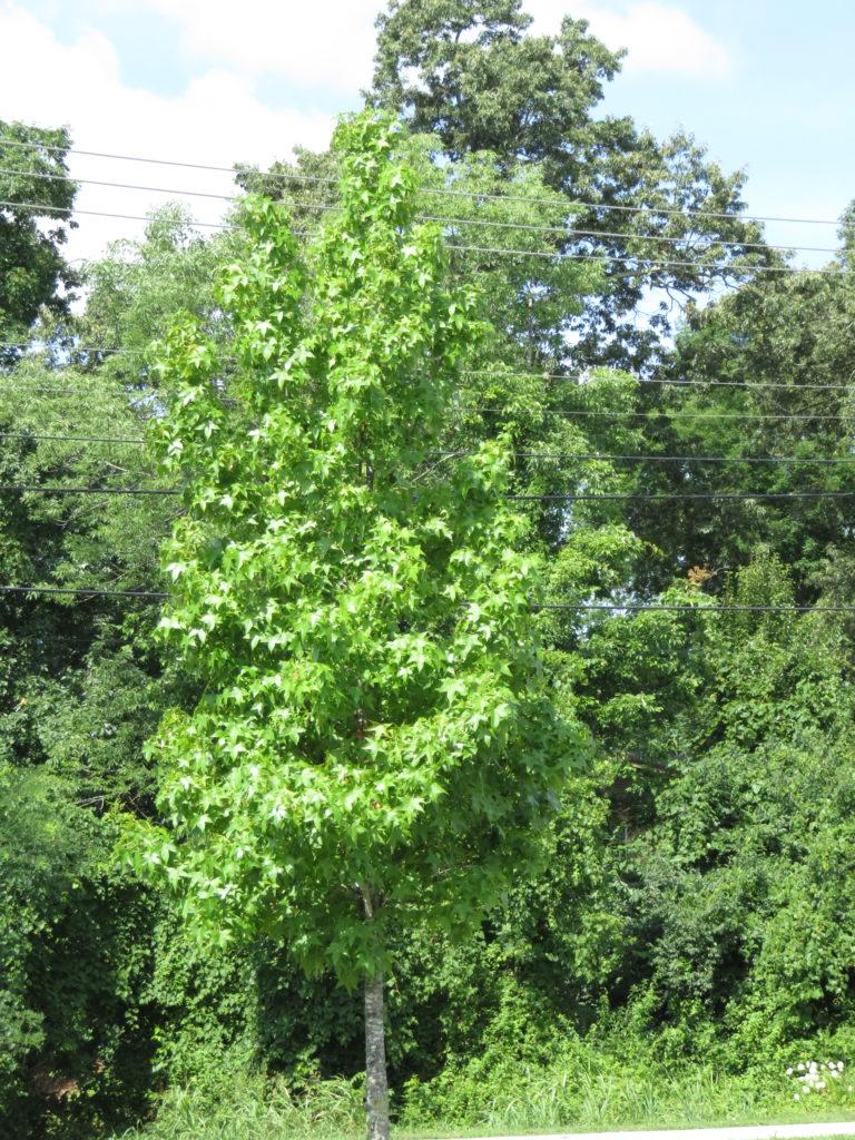 Liquidambar Styraciflua Happidaze - View 10 from www redcrocus com