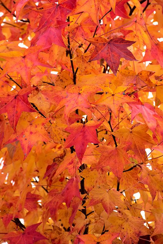 Liquidambar Styraciflua Happidaze - View 11 from www redcrocus com