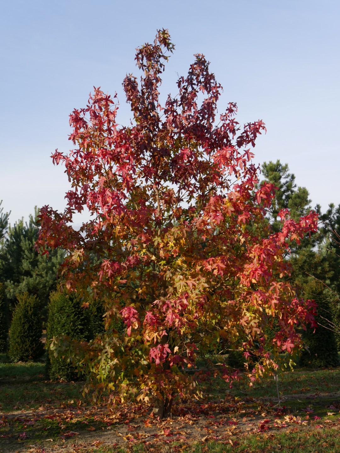Liquidambar Styraciflua Happidaze - View 18 from www redcrocus com