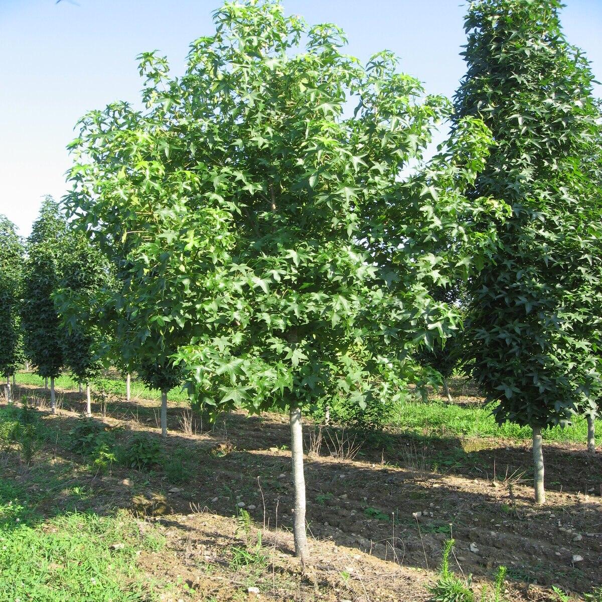 Liquidambar Styraciflua Happidaze - View 2 from www redcrocus com