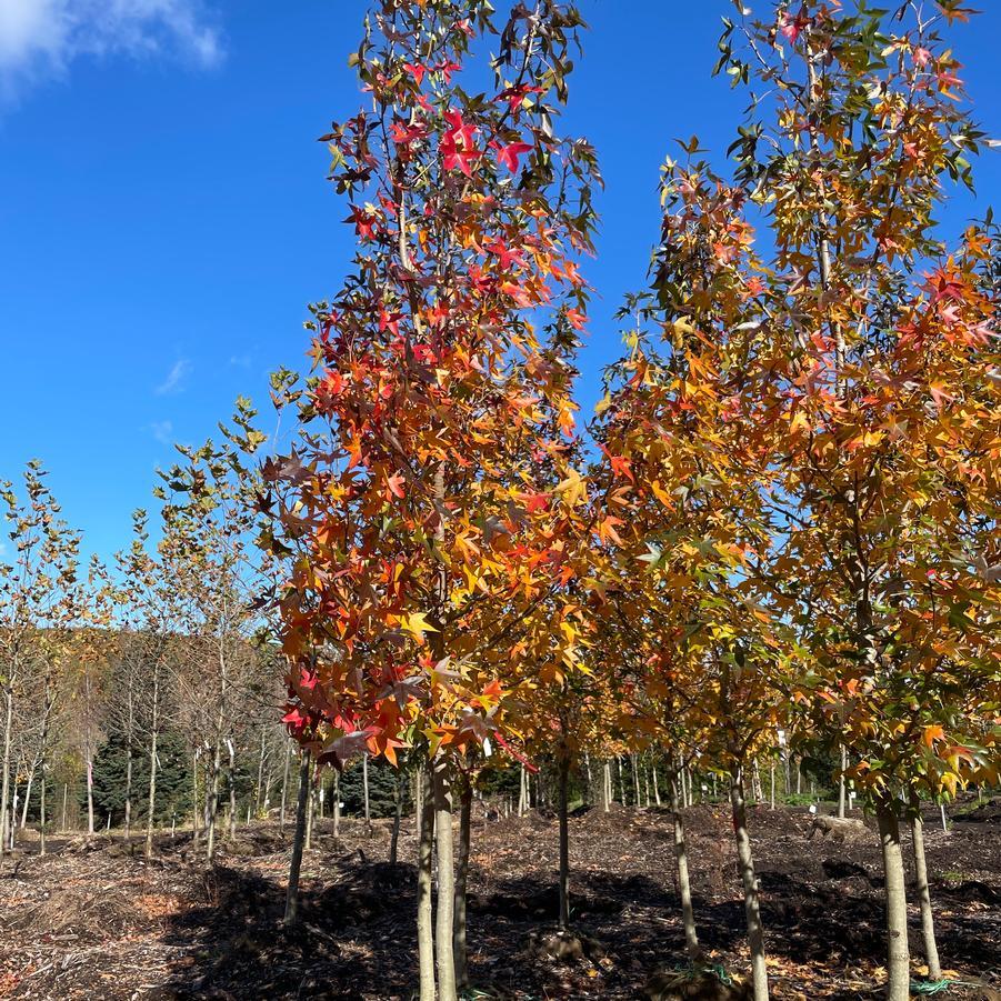 Liquidambar Styraciflua Happidaze - View 4 from www redcrocus com