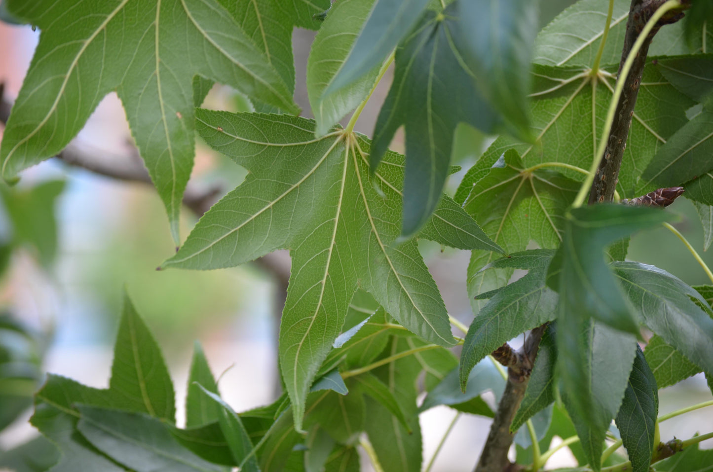 Liquidambar Styraciflua Happidaze - View 5 from www redcrocus com