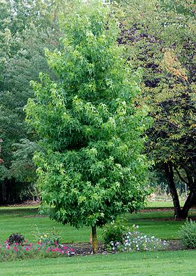 Liquidambar Styraciflua Happidaze - View 6 from www redcrocus com
