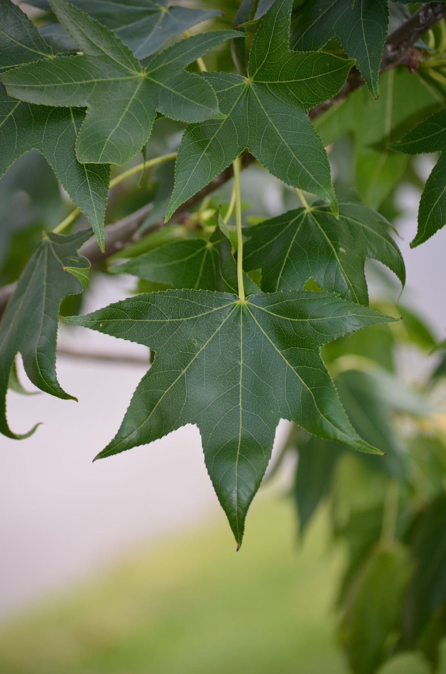 Liquidambar Styraciflua Happidaze - View 7 from www redcrocus com
